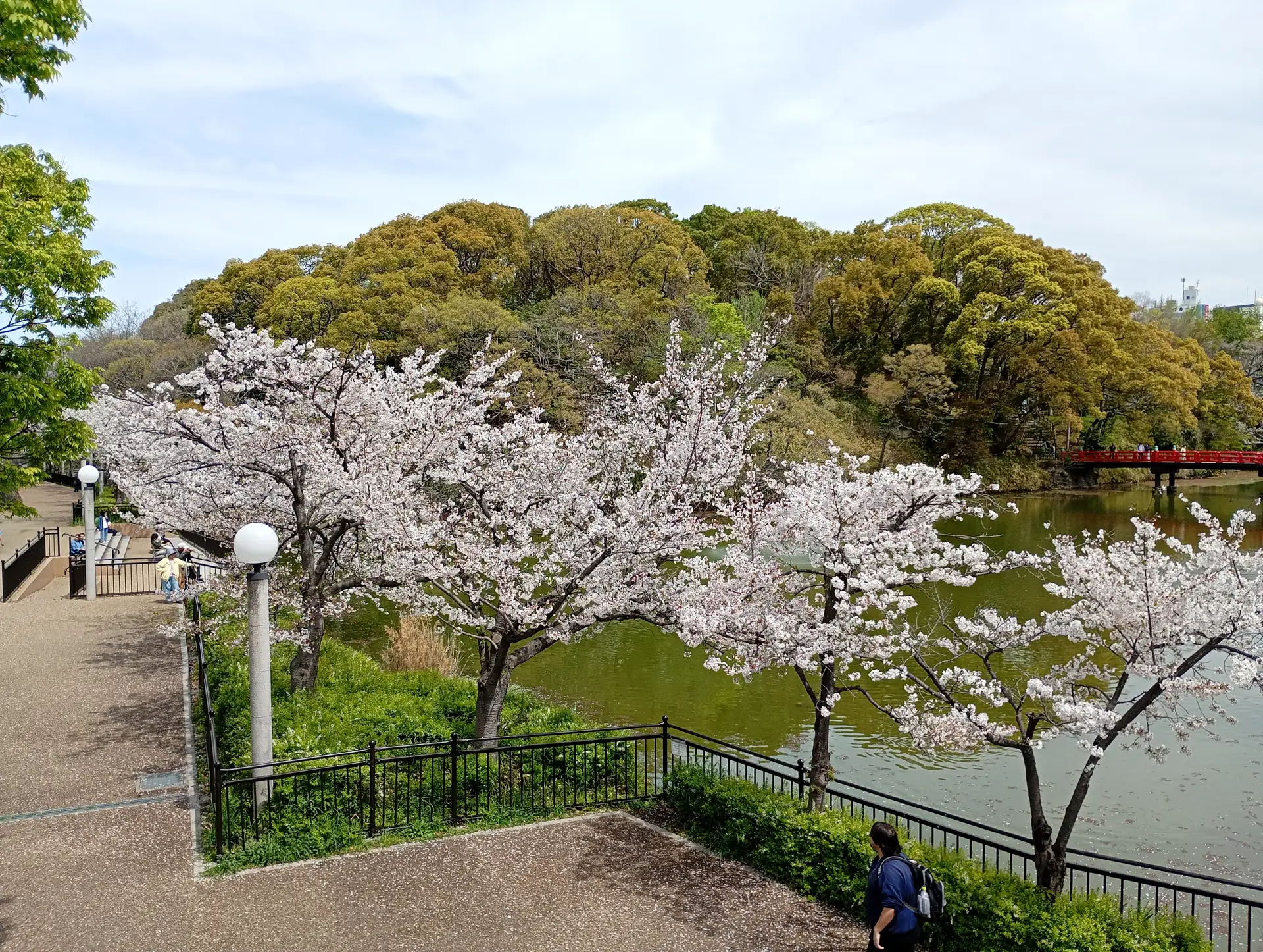 満開の桜と池、朱塗りの橋の風景